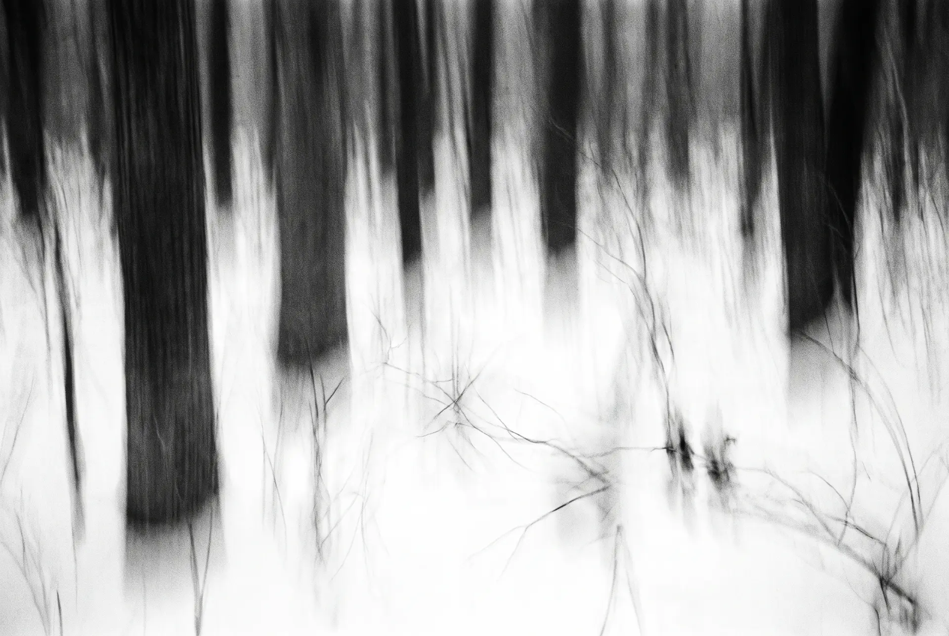Winter treeline abstracted by vertical motion