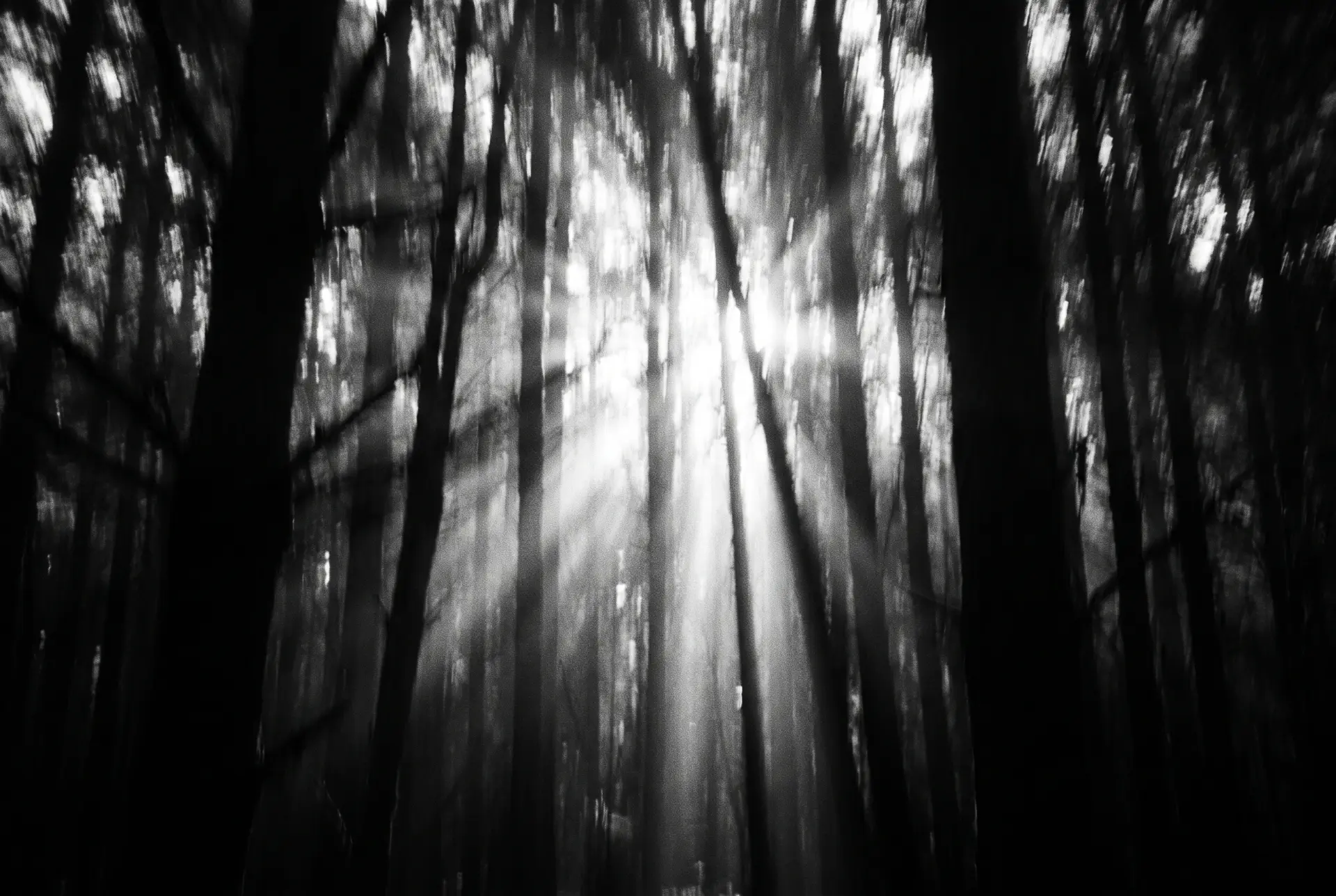 Light breaking through a dark forest canopy