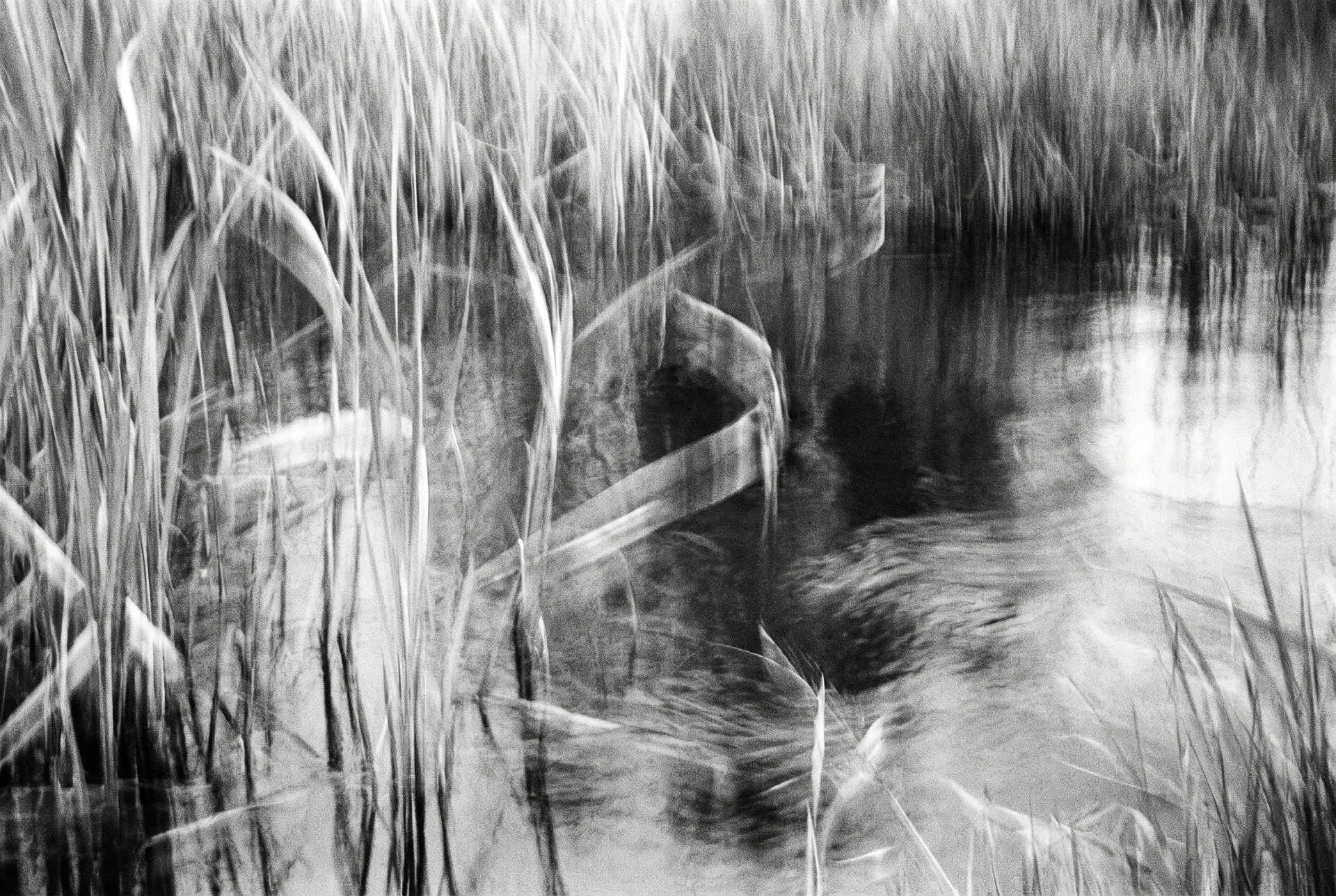 Reeds and water in motion blur